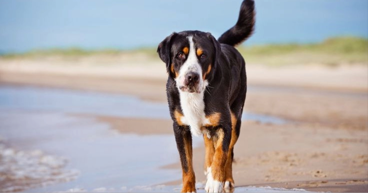 Is a Golden Mountain Dog Right for Your Family?