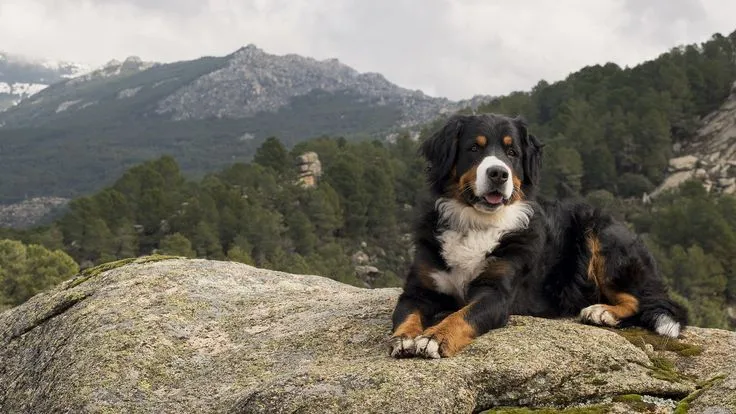 Training Your Golden Mountain Dog: Tips for Success