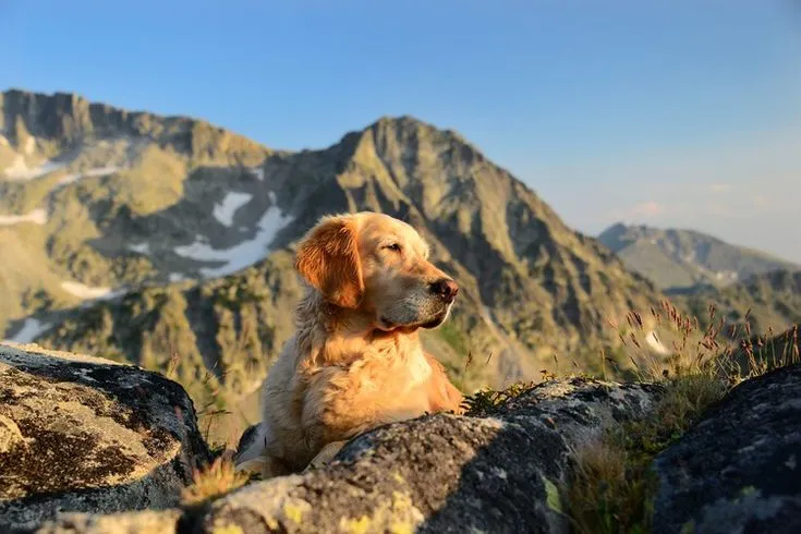 Traveling With Your Golden Mountain Dog: Tips for a Stress-Free Trip