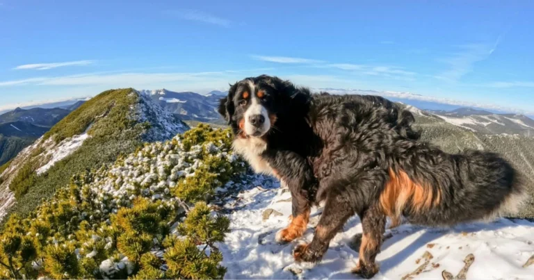 Golden Mountain Dog: An Overview of the Breed’s Personality and Traits