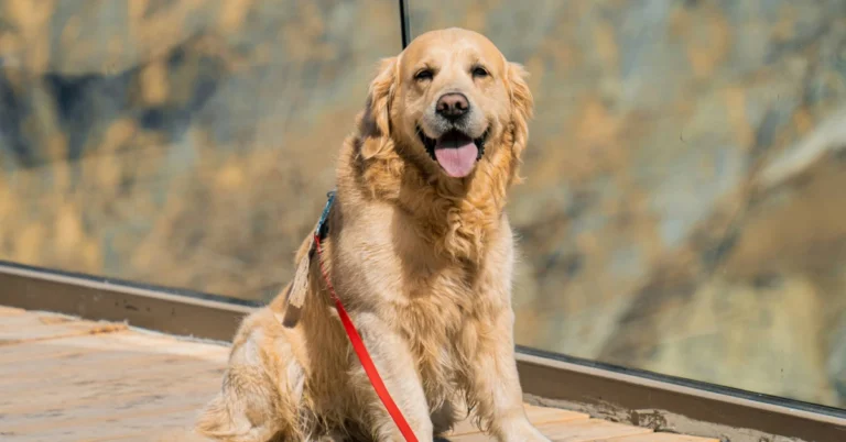 Golden Mountain Dog: A Family-Friendly Companion for All Ages