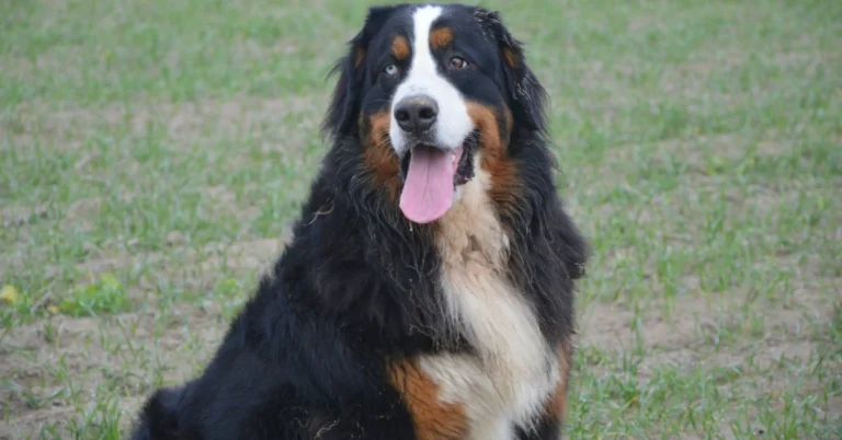 Golden Mountain Dog Health Care: Essential Tips for Keeping Your Dog Happy and Healthy