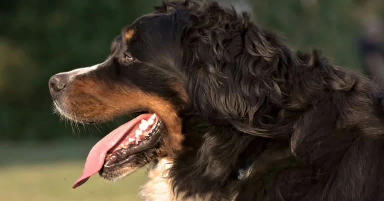 Golden Mountain Dog Grooming: Keeping Your Dog’s Coat Shiny and Healthy