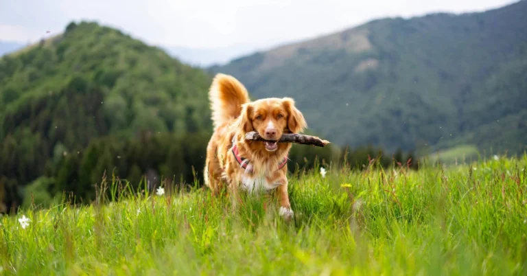 Golden Mountain Dog Nutrition: Feeding Your Dog for Optimal Health