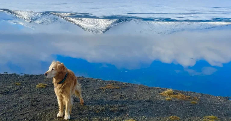Golden Mountain Dog Grooming: Tips for a Shiny, Healthy Coat