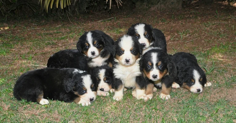 Golden Mountain Dog: How to Choose the Right Breeder or Rescue