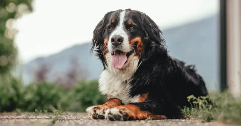 Golden Mountain Dog Exercise: Keeping Your Dog Active and Healthy