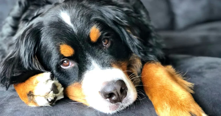 Golden Mountain Dog: How to Keep Your Dog’s Coat Healthy and Shiny