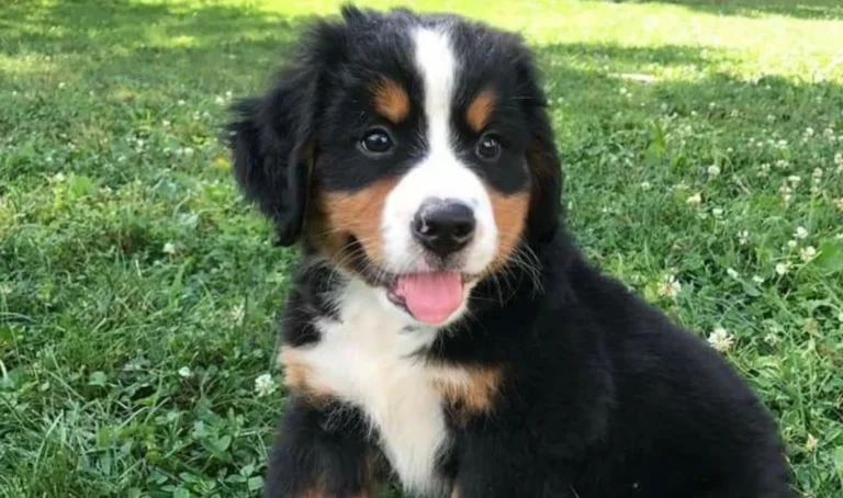 Puppy Care: Raising a Golden Mountain Dog Puppy Right