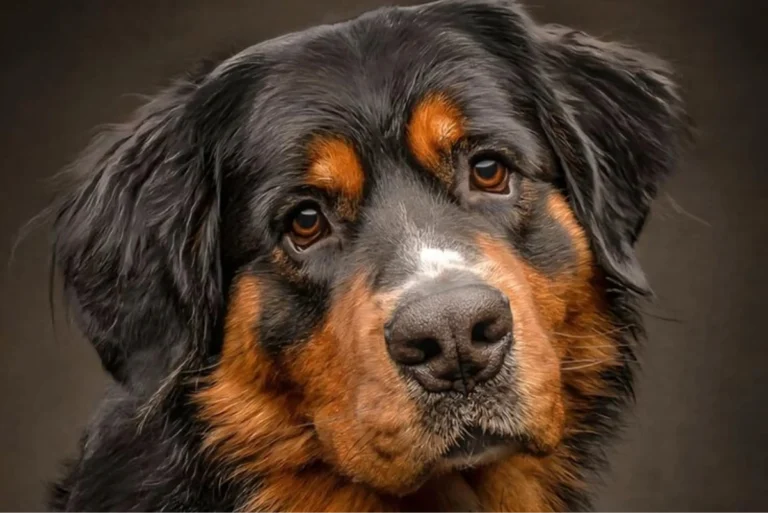 Golden Mountain Dog Health Issues to Watch For