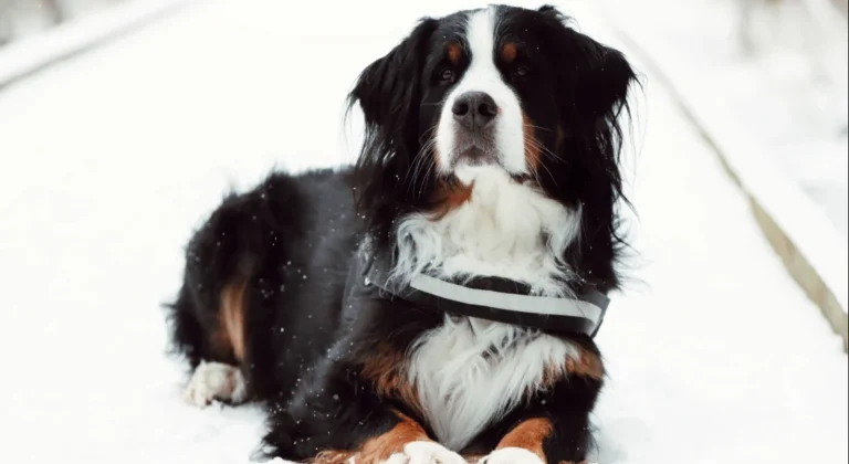 Golden Mountain Dog Feeding Guide: Nutrition, Portions, and Diet Tips
